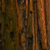 redwood