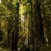 talltrees